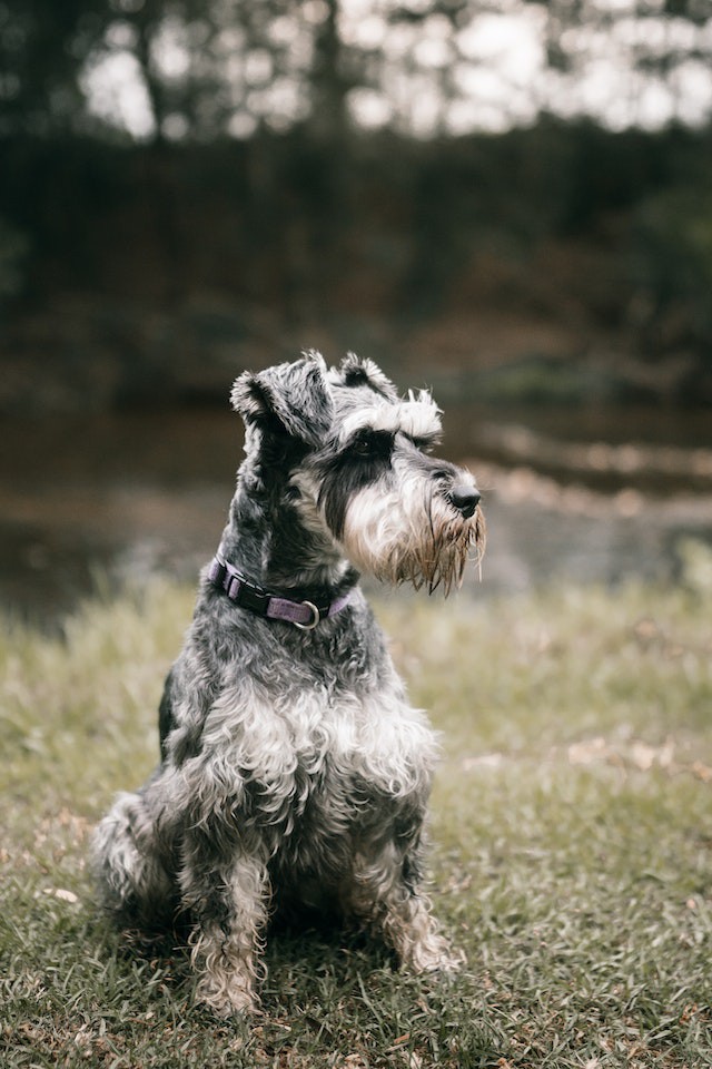 The Fox Terrier 