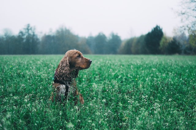 The English Cocker Spaniel