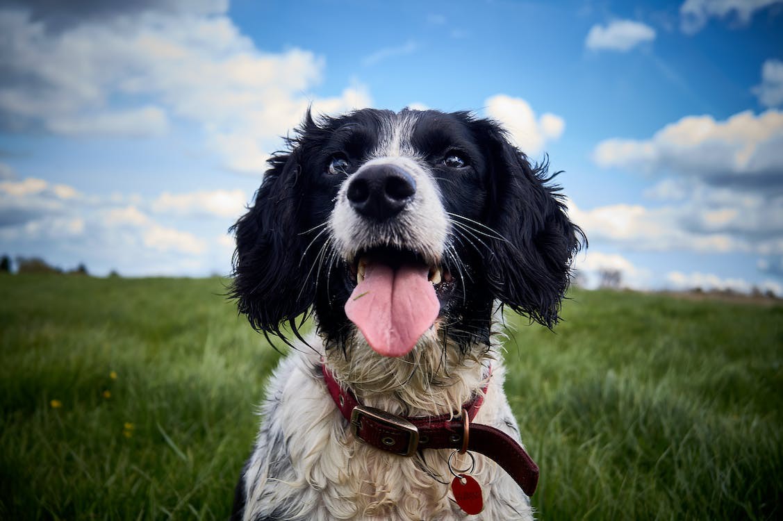 English Springer Spaniel English Springer Spaniel